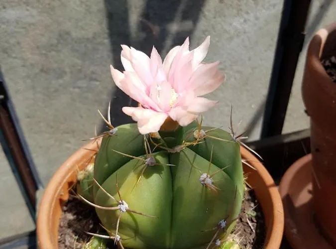 Angers Green Lodge * Angers