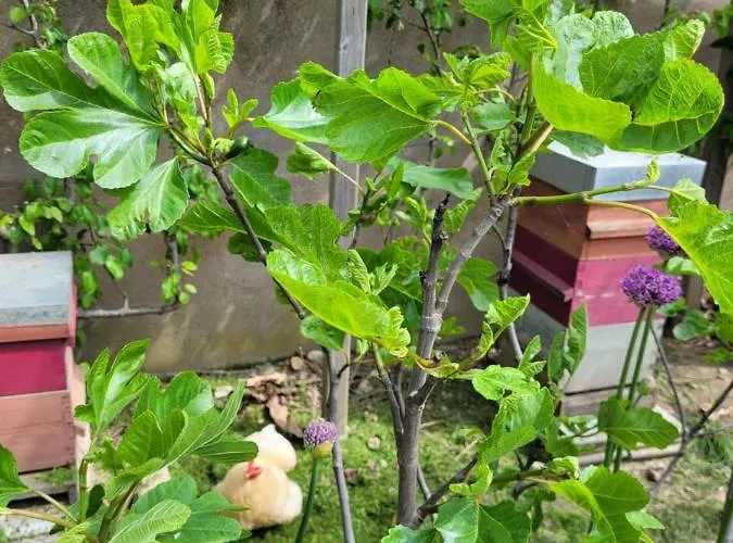 Angers Green Lodge 公寓 昂热